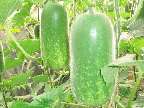 429吃瓜网站,网络舆论场的新势力崛起