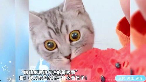 猫 吃瓜 表情包,萌态百出，笑料横生