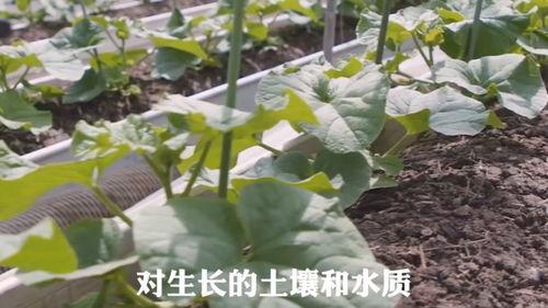 吃瓜网都有什么瓜,盘点娱乐圈最新热点瓜料