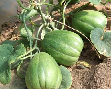 吃老瓜的人,岁月沉淀的智慧与感悟