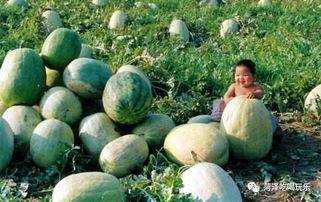 山东外事吃瓜,一场吃瓜群众的围观盛宴