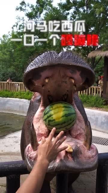 犀牛吃西瓜河马吃哈密瓜,动物美食大揭秘