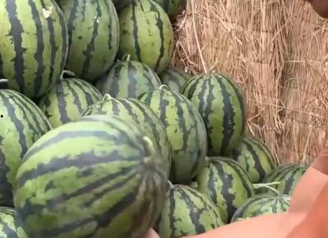 全国吃瓜大全,揭秘各地特色美食，品味民间风味