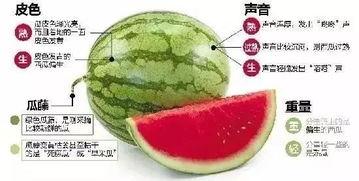 微信会长吃瓜,揭秘网络社交背后的趣味与真相