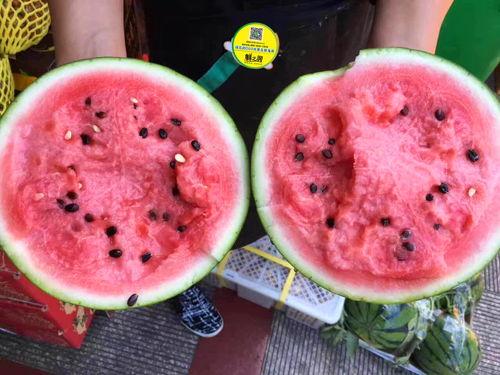 吃蜜瓜嘴红肿,揭秘吃蜜瓜嘴红肿的成因与应对